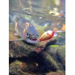 Воблер Sea Buzz Chub Bug
