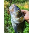 Воблер Sea Buzz Chub Bug