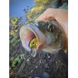 Воблер Sea Buzz Chub Bug