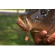Dynamite Baits CompleX T Wafter Dumbells