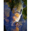Воблер Sea Buzz Chub Bug