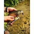 Воблер Sea Buzz Chub Bug