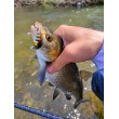 Воблер Sea Buzz Chub Bug