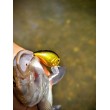 Воблер Sea Buzz Chub Bug