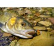 Воблер Sea Buzz Chub Bug