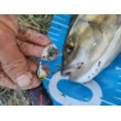 Jig Spinner Westin DropBite Tungsten Spin Tail