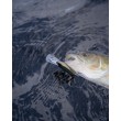 Rapala Shad Rap Elite Wobbler