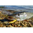 Wobbler Minnow - scufundându-se