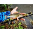 Wobbler Minnow - scufundându-se