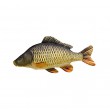 Cushion Common Carp