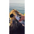Sea Buzz TJ Minnow Wobbler