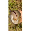SeaBuzz Rocky Shad