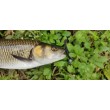 SeaBuzz Rocky Shad