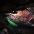 Shimano ZN-245X Cardif Refrai