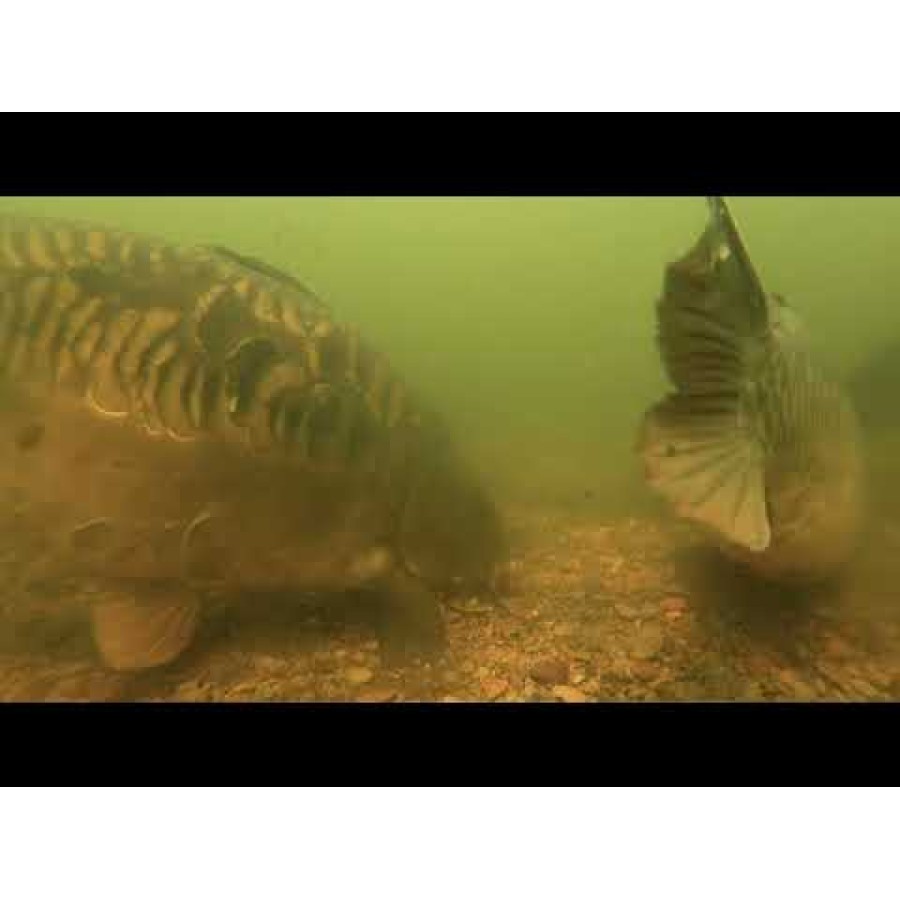Monturi pregătite Fox Carp Ready Rigs Fluoro D-Rig